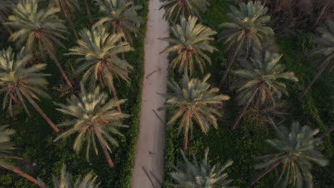Aerial-Top-down-tilt-up-view-Palm-tree-waving-in-the-wind-on-Palms-plantation-park