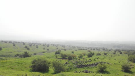 Aerial-wide-Parallax-grazing-horses-on-Scenic-Countryside-landscape,-Golan-Heights