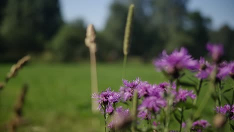 Flowers-close-up-on-a-field-in-slow-motion