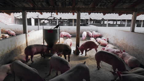 Group-of-pink-pigs-kept-in-captivity-in-dirty-unhygienic-pigpen