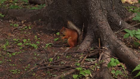 Cute-red-squirrel-eating-cone-under-tree,-close-up