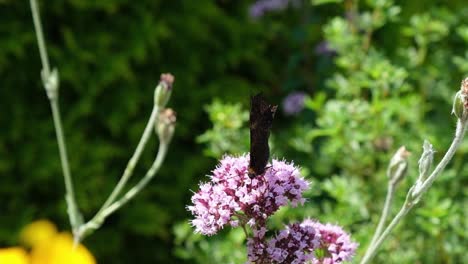 Close-up-of-peackock-butterfly-sitting-on-oregano-bloom-in-a-green-garden-on-a-sunny-summer-day