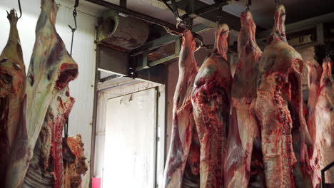 Raw-Meat-Carcass-Hanging-From-A-Hook-At-Slaughterhouse