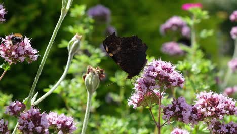 Peackock-butterfly-sitting-on-oregano-bloom-in-a-green-garden-on-a-sunny-summer-day