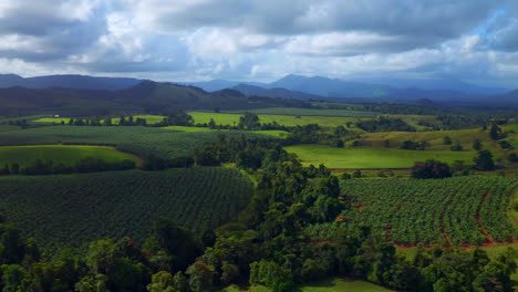 Exuberantes-Cultivos-Orgánicos-Verdes-En-La-Idílica-Campiña-De-Atherton-Tablelands-En-Queensland,-Australia