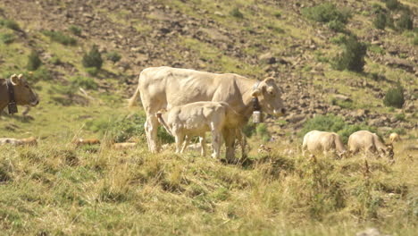 Cow-and-calf-suckling-on-a-rocky-hill-and-field-on-a-sunny-day,-wide-shot