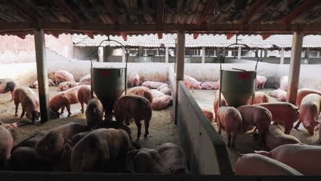 Outdoors-Pig-Farm-with-Group-of-Pigs-Feeding