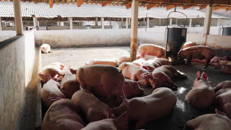 Group-of-fat-pigs-trapped-in-dirty-pig-farm,-resting-snd-sleeping-in-shade