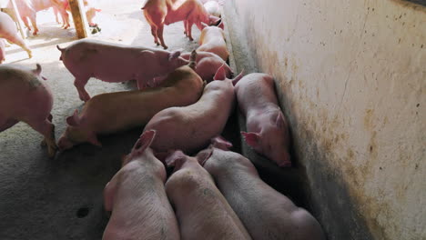 Gruppe-Rosafarbener-Schweine,-Die-Auf-Schmutzigem-Boden-In-Unhygienischer-Schweinefarm-Schlafen