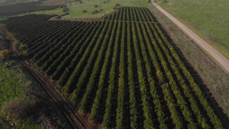 Aerial-tilt-up-over-Vineyard-field-landscape-Close-to-Road,-Golan-Heights---Israel