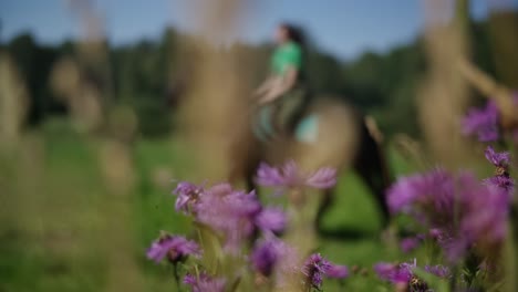 Flowers-close-up-on-a-field-in-slow-motion-with-a-horse-riding-in-the-background-and-woman-rider