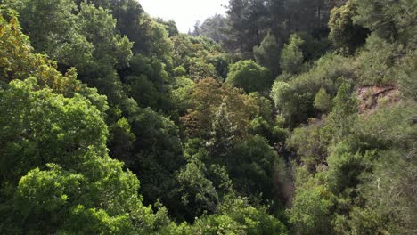 Aerial-view-over-trees-in-a-gorge,-in-sunny-Haifa-Nesher-Park,-Israel---reverse,-drone-shot