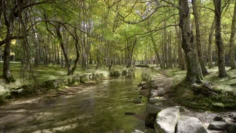 River-in-a-green-forest,-in-Serra-da-Estrela,-Portugal