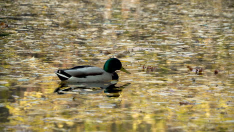 Male-Mallard-Duck-Floating-In-The-Pond-At-Oliwski-Park-In-Poland
