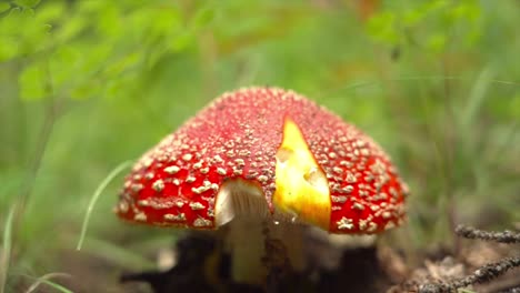 Amanita-Muscaria-on-the-forest-floor-of-Colorado