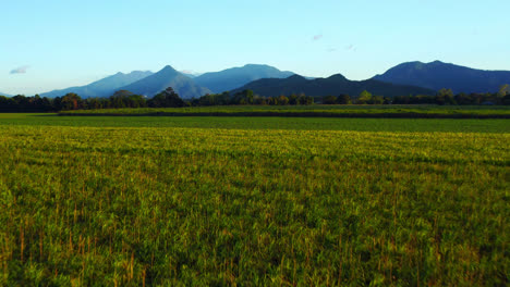 Vibrant-Green-Farmland-On-Sunset-Near-Cairns-Countryside-In-Queensland,-Australia