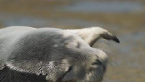 A-sea-seal-is-yawning-on-the-shore-of-Texel-Island,-Netherlands