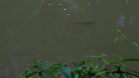 Soro-Brook-Carp,-Neolissochilus-soroides-seen-swimming-against-the-current-while-looking-for-some-food-as-Water-Striders-also-skim-the-surface-in-Khao-Yai-national-Park,-Thailand