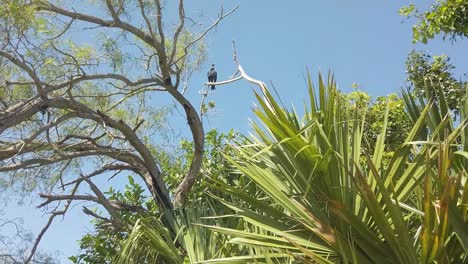 Buitre-Descansando-En-Un-árbol