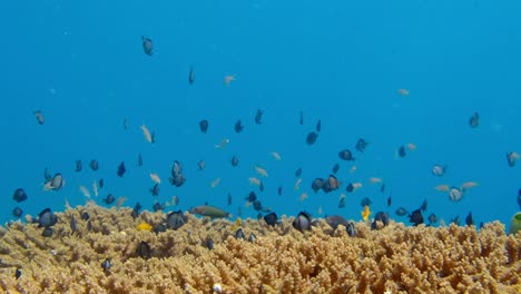 Tropische-Meeresfische,-Die-Auf-Dem-Korallenriff-Unter-Tiefblauem-Meer-Schwimmen
