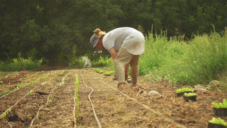 Young-farmer-bend-over-and-planting-organic-baby-lettuce-on-a-sunny-day