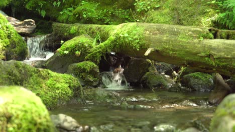 Ein-Kleiner-Wasserfall-über-Umgestürzten-Baumstämmen-Hat-üppiges-Grünes-Moos-Gewachsen