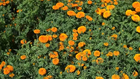 Marygold-Blume,-Die-Sich-Im-Rhythmus-Des-Windes-Bewegt,-Nach-Oben-Neigt