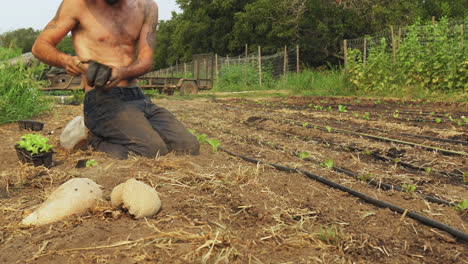 Gleitaufnahme-Eines-Hemdlosen-Bauern-Mit-Hut,-Der-Das-Land-Mit-Bloßen-Händen-Vorbereitet-Und-Bio-Babysalat-Pflanzt