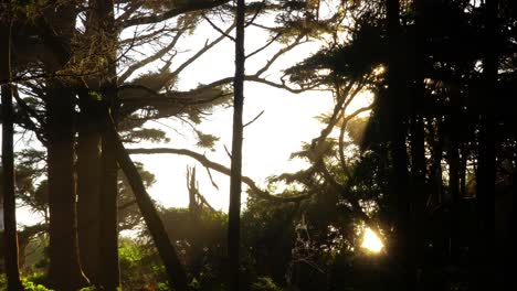 Sonnenuntergang-Durch-Die-Bäume-Entlang-Der-Strände-Des-Staates-Washington