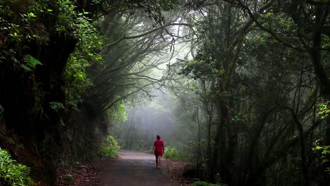A-green-forest-with-dense-trees-through-which-sunlight-shines-on-a-path-that-an-admiring-woman-in-a-red-dress-walks-relaxed---national-park-Garajonay,-Canary,-Spain