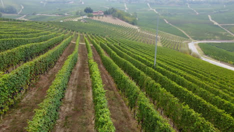 Rows-of-vineyards-agricultural-field-aerial-view-in-Langhe,-Piedmont
