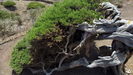Old-and-dry-tree-bent-down-to-the-ground-with-white-wood-and-sprouting-greenery-in-the-branches-on-a-sunny-day,-island-El-Hierro,-El-sabinar
