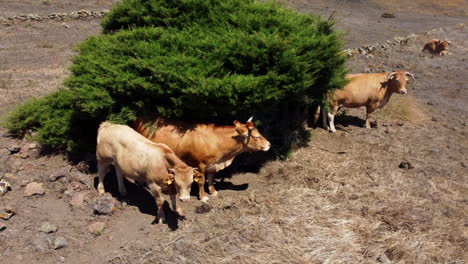 Kühe-Auf-Einer-Weide-Versteckt-Vor-Der-Hitze-Der-Sonne-Im-Schatten-Eines-Baumes,-Der-Träge-Trockenes-Gras-Kaut,-Kanarische-Insel,-Spanien,-Hierro