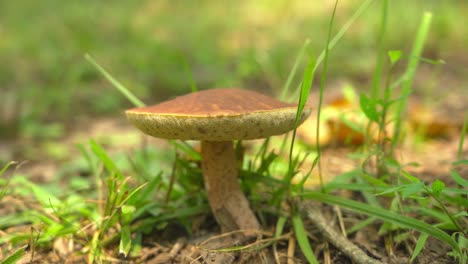 King-Bolete-Mushroom-Auf-Dem-Waldboden-Von-Arkansas