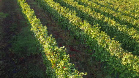 Weinberglandwirtschaft-Luftbild,-Weinproduktionsbetrieb-In-Langhe,-Piemont-Italien