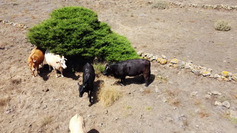 A-herd-of-cows-standing-lazily-under-a-tree-on-a-hot-day,-forward-shot-from-a-drone,-El-Hierro,-Sabinar