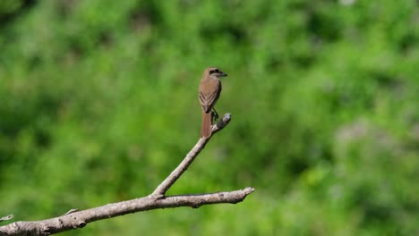 Brown-Shrike,-Lanius-cristatus-seen-on-top-of-the-bare-branch-sticking-out-from-the-ground-as-it-looks-to-the-right-and-around-during-the-afternoon,-Phrachuap-Khiri-Khan,-Thailand