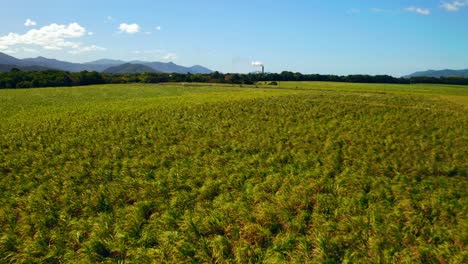 Flying-Over-Green-Fields-In-Cairns,-Queensland,-Australia-During-Summer---drone-shot