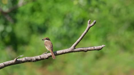 Brown-Shrike,-Lanius-cristatus-seen-in-the-middle-of-the-perch-fighting-the-afternoon-wind-while-looking-to-the-right-then-turns-its-head-to-the-left,-Phrachuap-Khiri-Khan,-Thailand