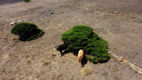 Kühe,-Die-Sich-Unter-Einem-Baum-Auf-Den-Trockenen-Ebenen-Der-Insel-Hierro,-Spanien,-Vor-Der-Sonne-Verstecken