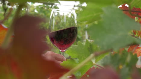 Rotweinverkostung-Im-Landwirtschaftlichen-Bereich-Der-Weinberge