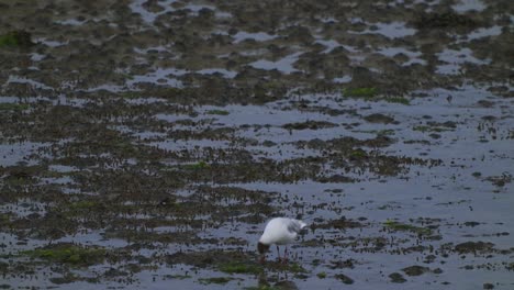 A-lonely-seagull-is-walking-on-the-mudflats-of-Texel-island-in-the-twilight