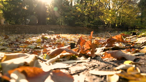 Getrocknete-Abgefallene-Blätter-Im-Boden-Und-Teich-Mit-Sonnenstrahlen-Im-Oliwski-Park,-Polen