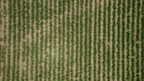 Aerial-top-down-flight-over-agricultural-crop-fields-during-sunny-and-windy-day-in-Australia