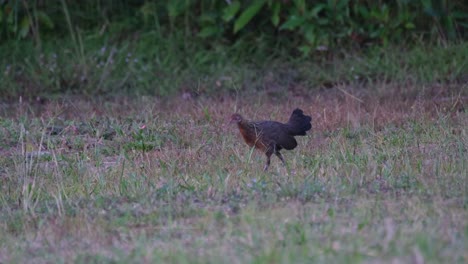 Junglefowl,-Gallus-walking-towards-the-left-foraging-for-some-food-just-before-dark-in-Khao-Yai-National-Park,-Thailand
