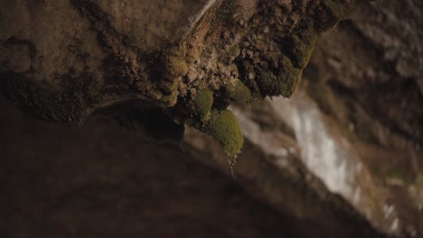Súper-Primer-Plano-De-Musgo-En-Una-Roca-Dentro-De-Una-Cueva