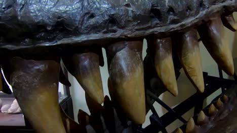 Tyrannosaurus-Rex-Zähne-Hautnah-Drinnen-Dunkel-Und-Beängstigend