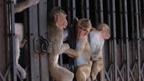 Long-tailed-Macaque,-Macaca-fascicularis-three-individuals-sitting-in-between-this-iron-gate-then-another-one-climbs-down-to-join-them-as-seen-at-an-abandoned-building-in-Lop-Buri,-Thailand