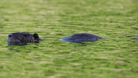 Parasitic-wild-myocastor-coypus-floating-and-swimming-on-rippling-water-with-beautiful-green-foliage-reflections-on-the-surface-of-lake-in-its-natural-habitat-during-daytime,-close-up-shot