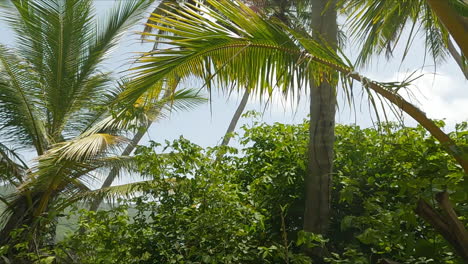 Low-angle-shot-of-tall-palm-trees-and-tropical-vegetation-lining-Playa-Rincon,-Dominican-Republic